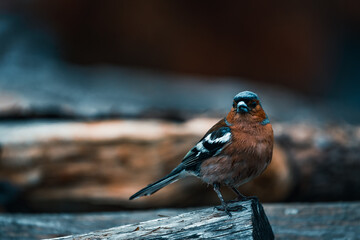 Beautiful horizontal close-up portrait of house sparrow (Passer domesticus) with blurred dark background.