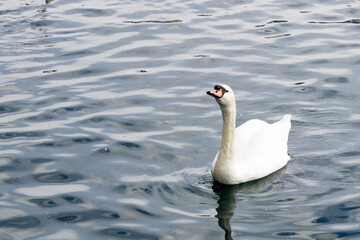 Fototapeta premium mute swan on the water, snowing