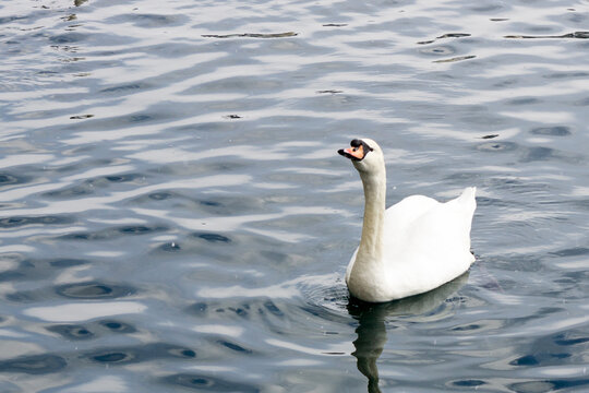 mute swan on the water, snowing