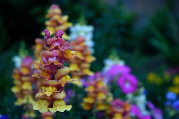 Colorful snapdragon flowers in the evening in the garden