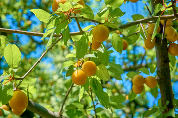 Yellow cherry plum berries on the branches among green leaves. Ripe fruits. Gifts of nature. Summer harvest, healthy food.