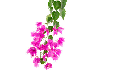 purple bougainvillea isolated on white background