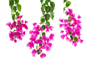 purple bougainvillea isolated on white background