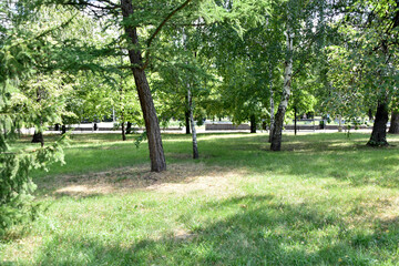 Trees and grass in the park in the summer in the city
