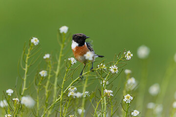 European stonechat (Saxicola rubicola) male searching for food in  the meadows of the Netherlands. Green backgrounds