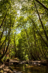 Naklejka premium Bosque de galería