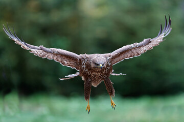 Common Buzzard (Buteo buteo) flying in the forest of Noord Brabant in the Netherlands.  Green forest background