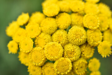 Yellow flowers of common tansy tanacetum vulgare close-up