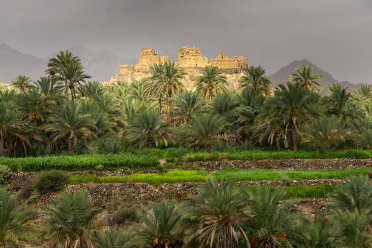 Wadi Al Hoqain village with Date palms in rustaq, oman.