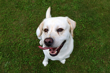 happy smiling white dog, labrador retriever on green grass looking up into camera