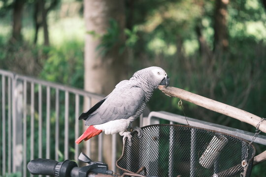 parot