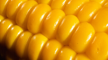 Delicious corn on the cob captured in an extreme close up with a macro lens. The brightly glowing yellow kernels form a recognizable pattern. The cob was quickly boiled in lightly salted water.