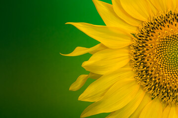 Sunflower isolated on dark green background