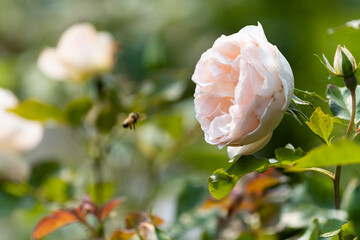 Rose and A Bee