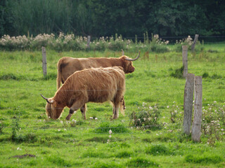 Weidende Kühe im westlichen Münsterland