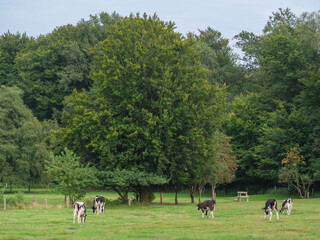 Fototapeta premium Weidende Kühe im westlichen Münsterland