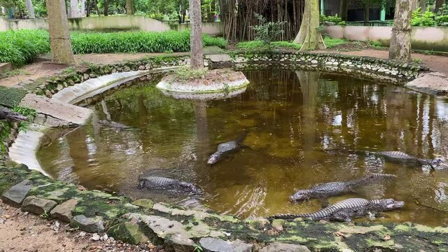 Crocodiles bask in the sun. Crocodiles in the pond. Crocodile farm. Cultivation of crocodiles. Crocodile sharp teeth.