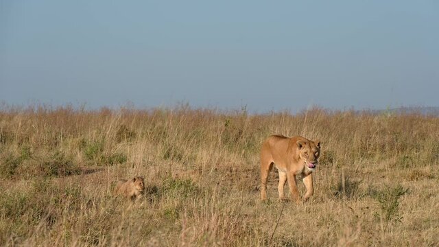 lioness with two tiny cubs, Panthera leo, Serengeti National Park, UNESCO world heritage site, Tanzania, Africa