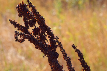 Coyote Creek Trail in Milpitas, CA.
