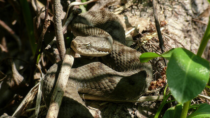 Viper