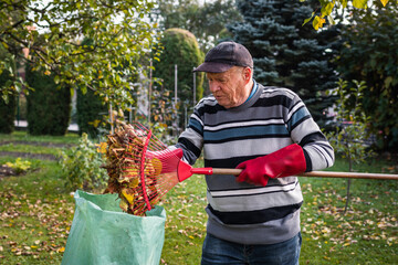 Senior man cleaning garden from fallen leaves. Raking and gardening in fall season. Putting autumn leaf into plastic bag for composting