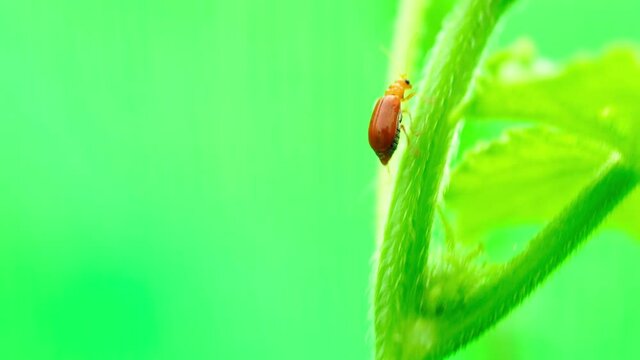 Pumpkin beentle Cucurbit Leaf Beetle or Yellow Squash Beetle it is classified as one of the insect pests.