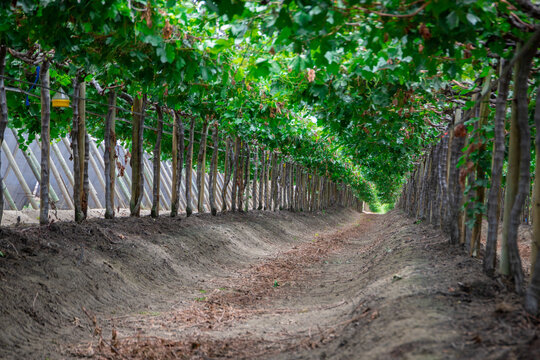 Parr&oacute;n de uva