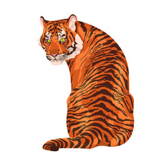 Amur tiger sits isolated on a white background. Vector tiger back view. Endangered animal
Animals of Asia. Panthera tigris. Big cats. Predatory mammals.