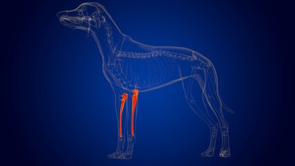 Ulna Bones Dog skeleton Anatomy For Medical Concept 3D