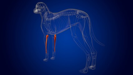Ulna Bones Dog skeleton Anatomy For Medical Concept 3D