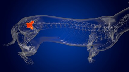 Sacrum Bone Dog skeleton Anatomy For Medical Concept 3D