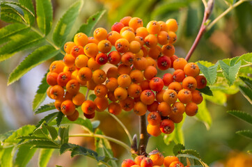Berries of a Mountain Ash Tree