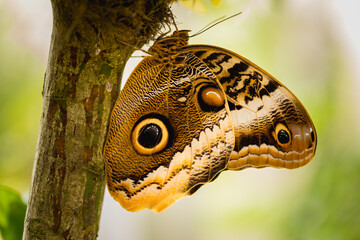 tropical butterfly sitting on a tree twig