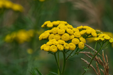 Wild Yellow Flowers in the Summer