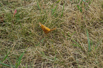 An Orange and Black Butterfly on the Ground