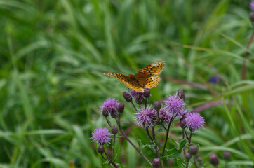 An Orange and Black Butterfly on a Thistle Flower