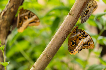 tropical butterfly sitting on a tree twig