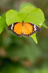tropical butterfly sitting on a tree twig
