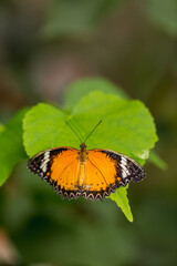tropical butterfly sitting on a tree twig