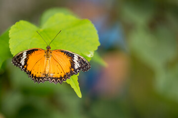 tropical butterfly sitting on a tree twig