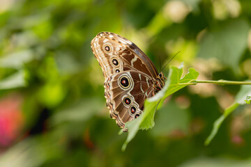 tropical butterfly sitting on a tree twig