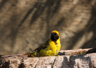 A southern masked-weaver takes a bath in an urban bird bath