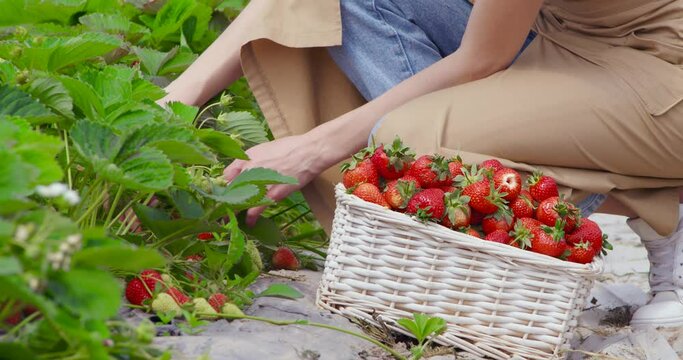 Close up of squatting young woman in beige apron harvesting fresh ripe strawberries at greenhouse. Female farmer putting organic berries into white wicker basket. 