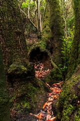 Tronco de árbol en el bosque de Agua García, isla de Tenerife