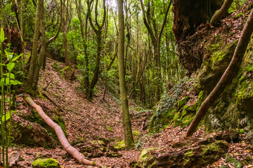 Obraz premium Árboles en el bosque de Agua García, isla de Tenerife