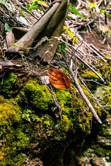 Hoja en un tronco de árbol en el bosque de Agua García, isla de Tenerife