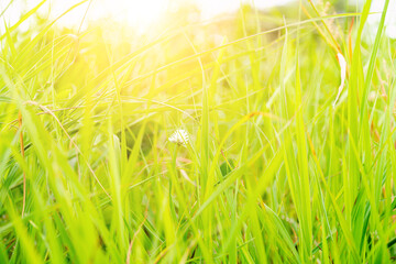 The soft focus of green grass and sunlight, Blurred grass green background, close-up pictures of leaves in a tropical garden, blurred green background, fresh green lawn with morning sun.