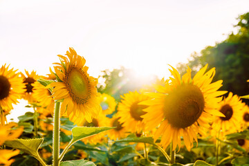 Obraz premium Beautiful landscape with sunflower field over cloudy blue sky and bright sun lights, Stage photograph of the blooming sun. Lots of sunflowers in the evening sun.