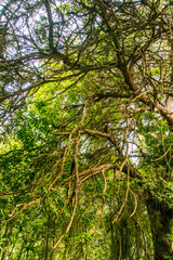 Ramas de árboles en el bosque de Agua García, isla de Tenerife