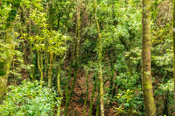 Árboles en el bosque de Agua García, isla de Tenerife